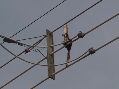 <img500*0:stuff/electricsquirrel_23.jpg>