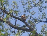 <img200*0:stuff/falconsky.jpg>
