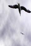 <img100*150:stuff/fangfangfangdenwind.jpg>