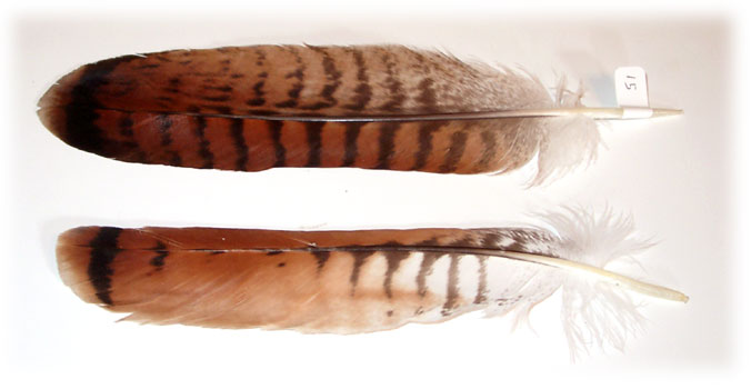<img:stuff/feather_bands.jpg>