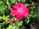 <img0*100:stuff/felpink%20bloem.JPG>