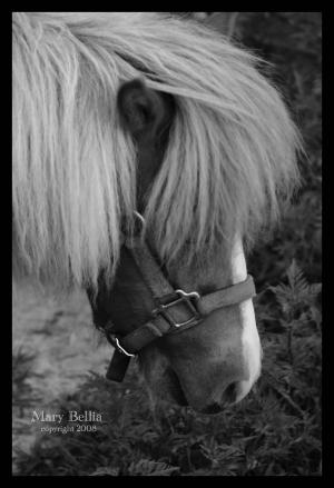 <img300*0:stuff/female_miniature_horse_profile.jpg>