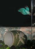 <img120*0:stuff/fish%20f1.jpg>