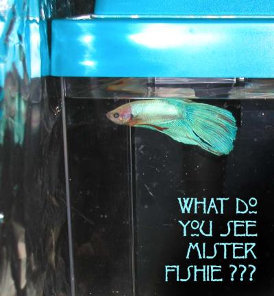 <img400*0:stuff/fish%20f2.jpg>