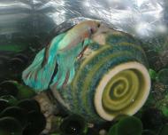 <img190*0:stuff/fish%20f6.jpg>