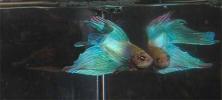 <img0*100:stuff/fish%20f7m.jpg>