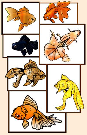 <img300*0:stuff/fishes.jpg>
