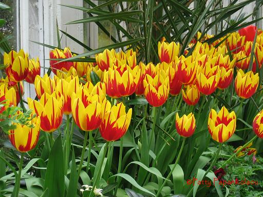 <img:stuff/fitetulips.jpg>