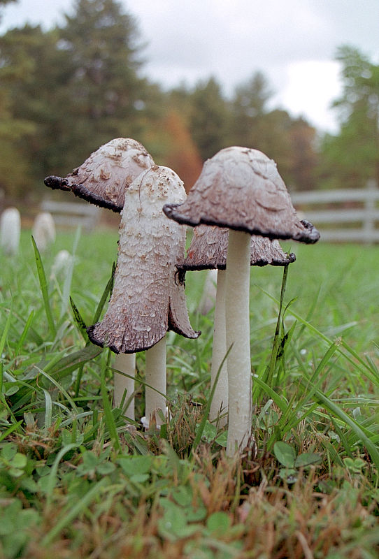 <img:stuff/florishofshrooms.jpg>