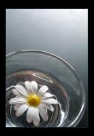 <img138*0:stuff/flowerglas%20copy.jpg>
