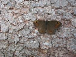 <img250*0:stuff/flutterbyonbark.jpg>