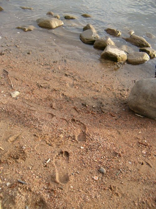 <img:stuff/footsteps.jpg>
