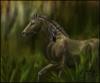 <img100*0:stuff/foresthorse.jpg>