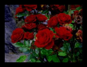 <img300*0:stuff/gardenhome.jpg>