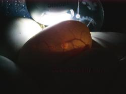 <img250*0:stuff/gelege_durchleuchten.jpg>