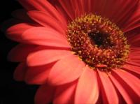 <img200*0:stuff/gerbera.jpg>