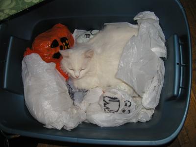 <img0*300:stuff/ghostcat1.JPG>