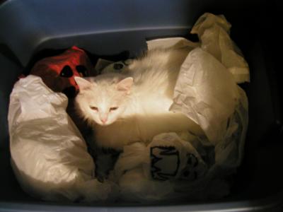 <img0*300:stuff/ghostcat2.JPG>