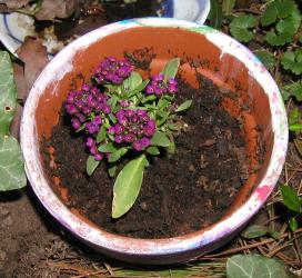 <img0*250:stuff/giftflower1.jpg>