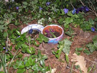 <img0*250:stuff/giftflower2.jpg>