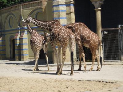<img0*300:stuff/giraffe_giraffes.jpg>