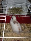 <img100*0:stuff/glubunny.JPG>