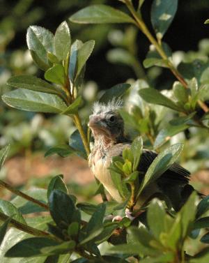 <img300*0:stuff/goldfinch.jpg>