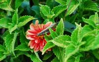 <img200*0:stuff/grasshopper.jpg>