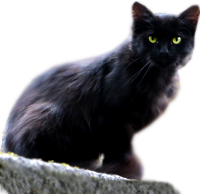 <Limg:stuff/gravecat.png>