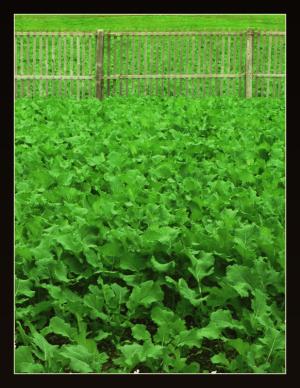 <img300*0:http://elftown.heddate.com/stuff/greenfield_by_elegy.jpg?y=0&x>