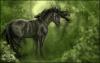<img100*0:http://elftown.heddate.com/stuff/h%C3%A4stiskog1%20(kopia).jpg>