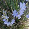 <img0*100:stuff/h3blueflower.jpg>