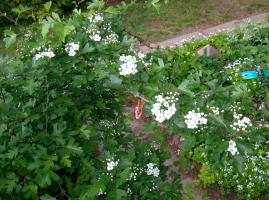 <img0*200:stuff/hawthorne%20flowers%201.jpg>