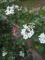 <img0*200:stuff/hawthorne%20flowers%202.jpg>