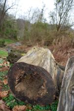 <img150*0:stuff/holylog3v.jpg>