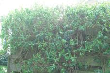 <img0*150:stuff/honeysuckle.jpg>