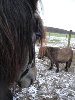 from a horse's eye <img250*0:stuff/horfz1.jpg>
