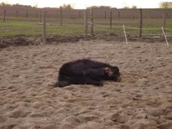 blurry, lying horse <img250*0:stuff/horfz3.jpg>