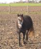 Horse Referenses Icelandic