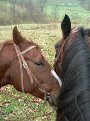 <img0*250:stuff/horse_friendship.jpg>