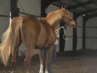 <img0*250:stuff/horse_from_the_back_end.jpg>