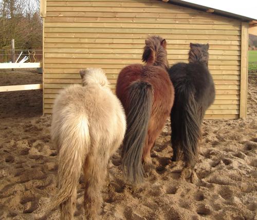 Three horse-behinds <img500*0:stuff/horsebuzab.jpg>