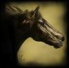 <img100*0:stuff/horsehrhfr.jpg>