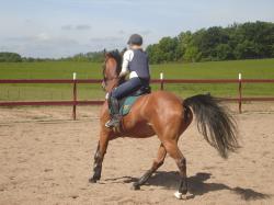 <img250*0:stuff/horseref3.jpg>