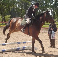 <img250*0:stuff/horserefzab11.jpg>