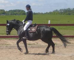 <img250*0:stuff/horserefzab12.jpg>