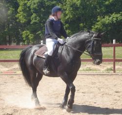<img250*0:stuff/horserefzab15.jpg>