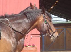 <img250*0:stuff/horserefzab16.jpg>