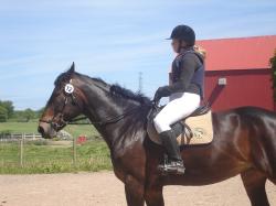 <img250*0:stuff/horserefzab17.jpg>