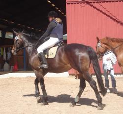 <img250*0:stuff/horserefzab18.jpg>